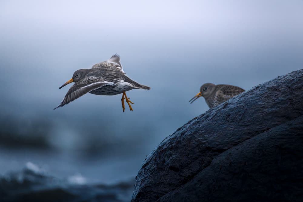 Shore Bird Takes Flight by Magnus Renmyr — canvas wall art
