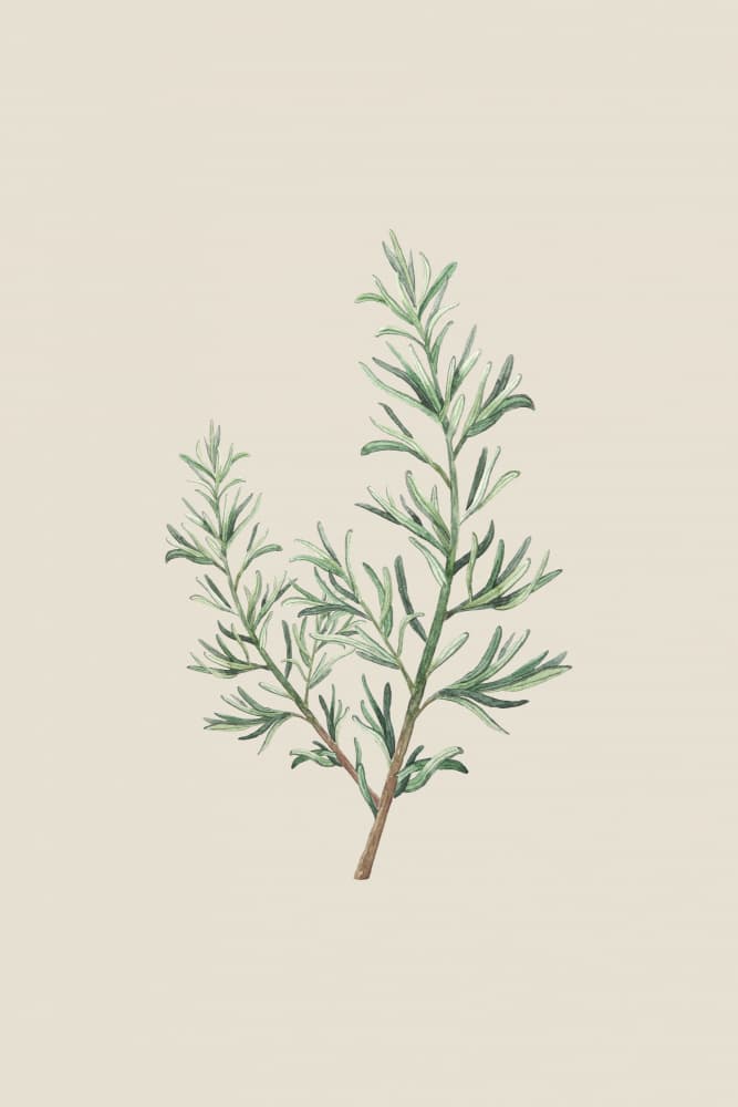 Fresh Herb Sprig by Karen Menzenbach — canvas wall art