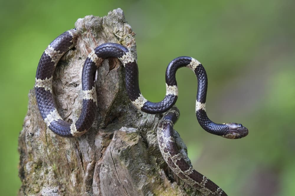 Coiled Forest Snake by HuongHoang — canvas wall art