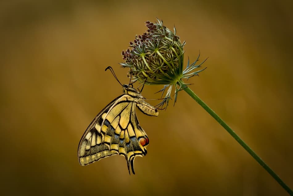 Swallowtail Butterfly On Flower by Barré Thierry — canvas wall art