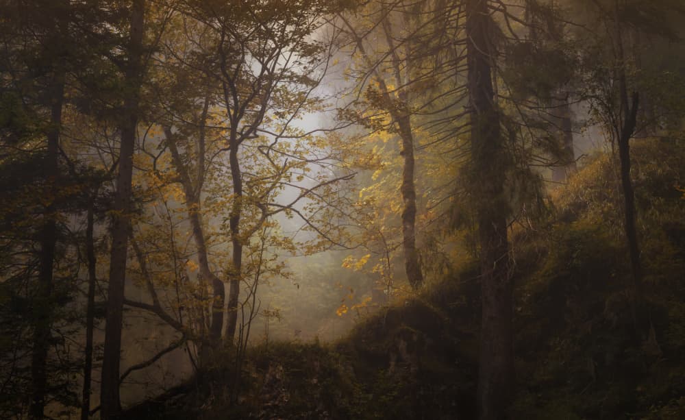 Misty Autumn Forest by Norbert Maier — canvas wall art