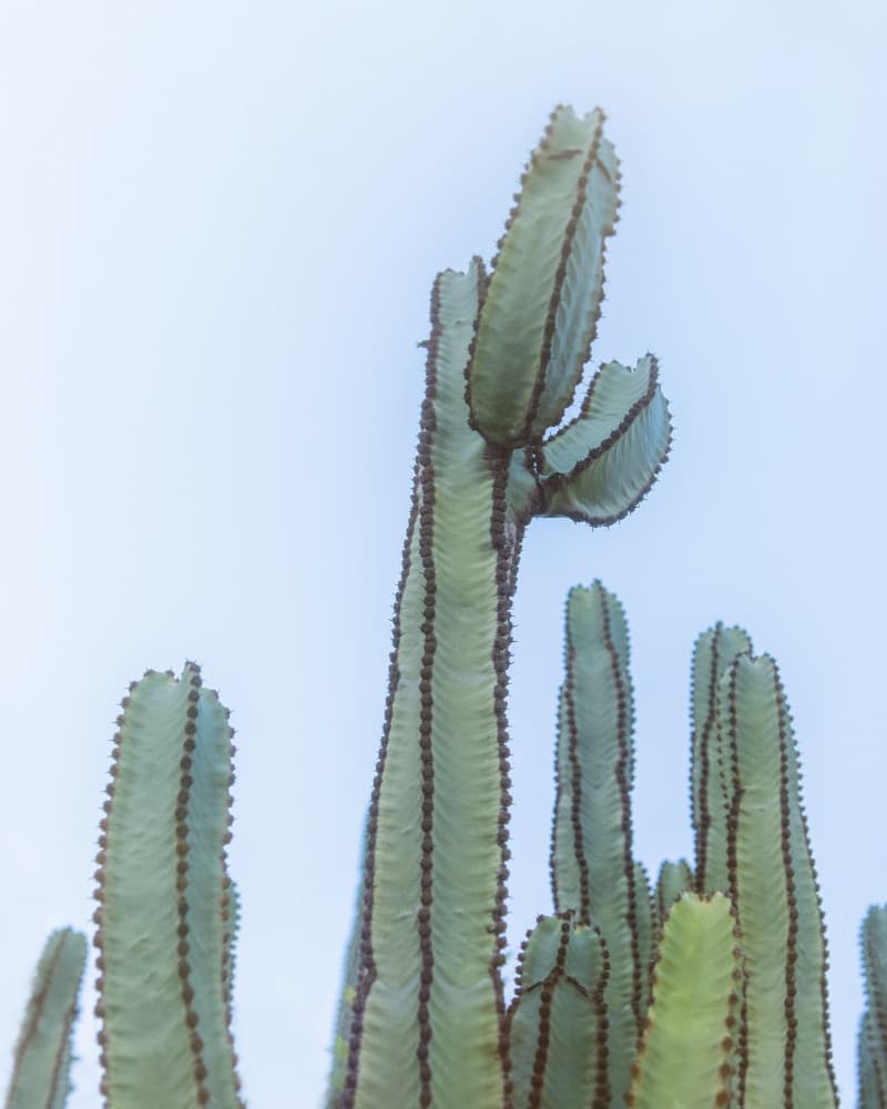 Skyward Desert Cactus by Lynann Colligan — canvas wall art