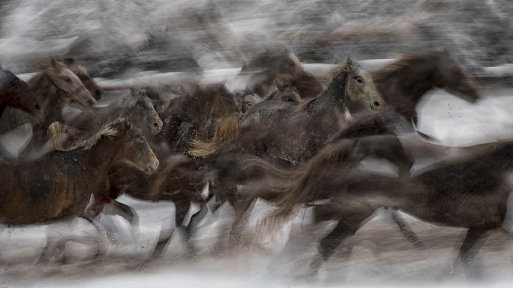 Galloping Winter Horses by Milan Malovrh — canvas wall art