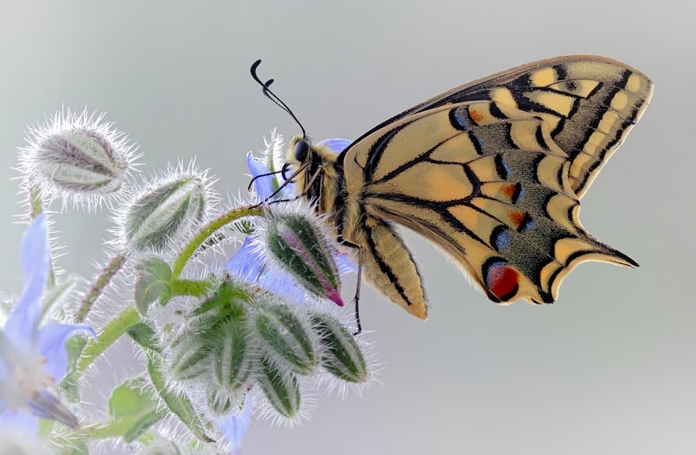 Yellow Swallowtail On Flower by Jimmy Hoffman — canvas wall art
