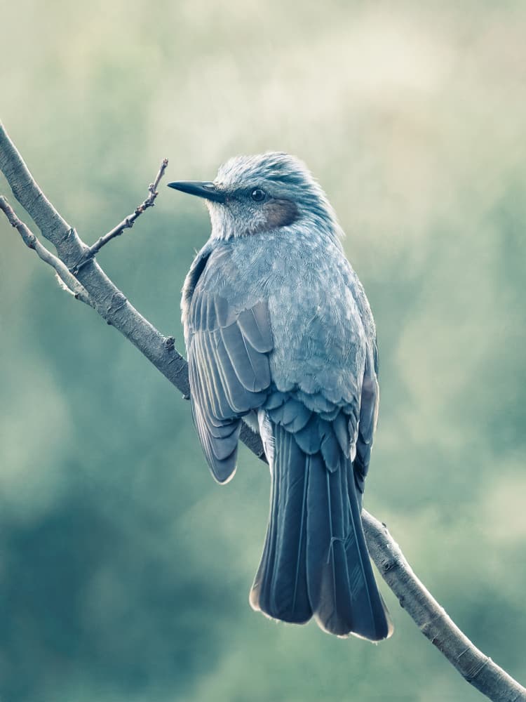 Peaceful Bird on Branch by Takiko Hirai — canvas wall art