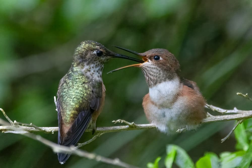 Hummingbird Feeding Young by DonnaHom APA — canvas wall art