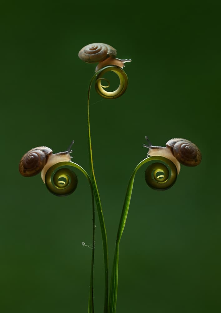 Whimsical Snail Spirals by Rawisyah Aditya — canvas wall art