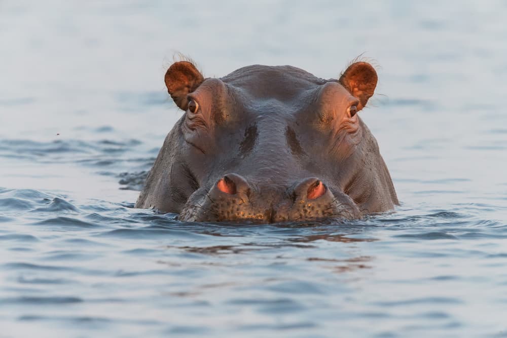 Watchful River Hippo by Cheng Chang — canvas wall art