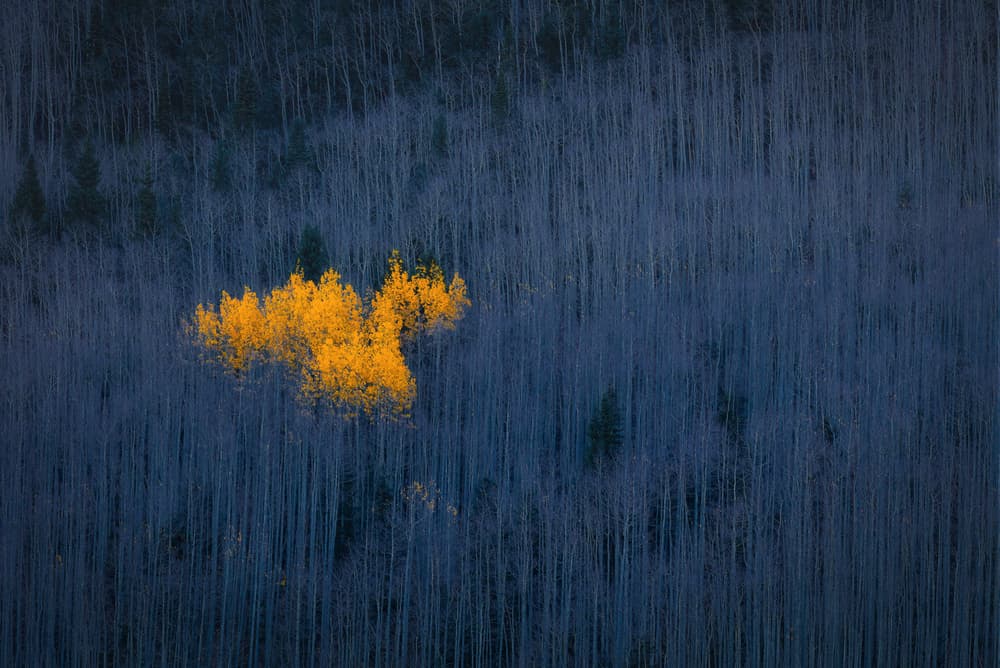 Golden Aspens Forest by Michael Zheng — canvas wall art