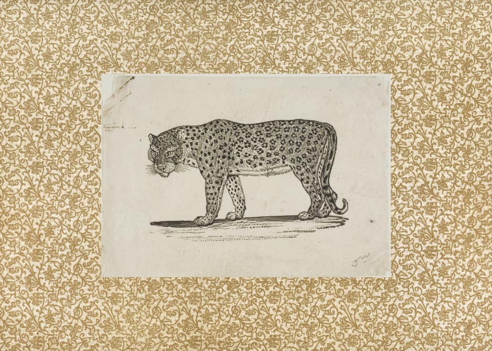Vintage Leopard Sketch by The Art Concept — canvas wall art