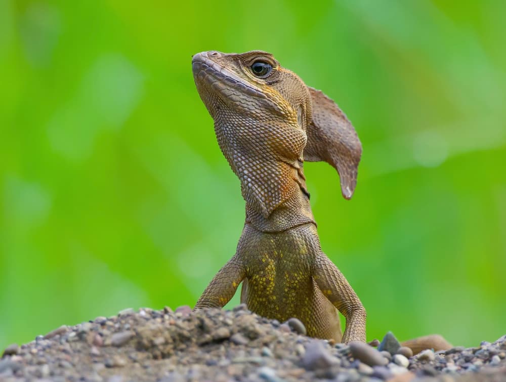 Curious Green Lizard by David Manusevich — canvas wall art