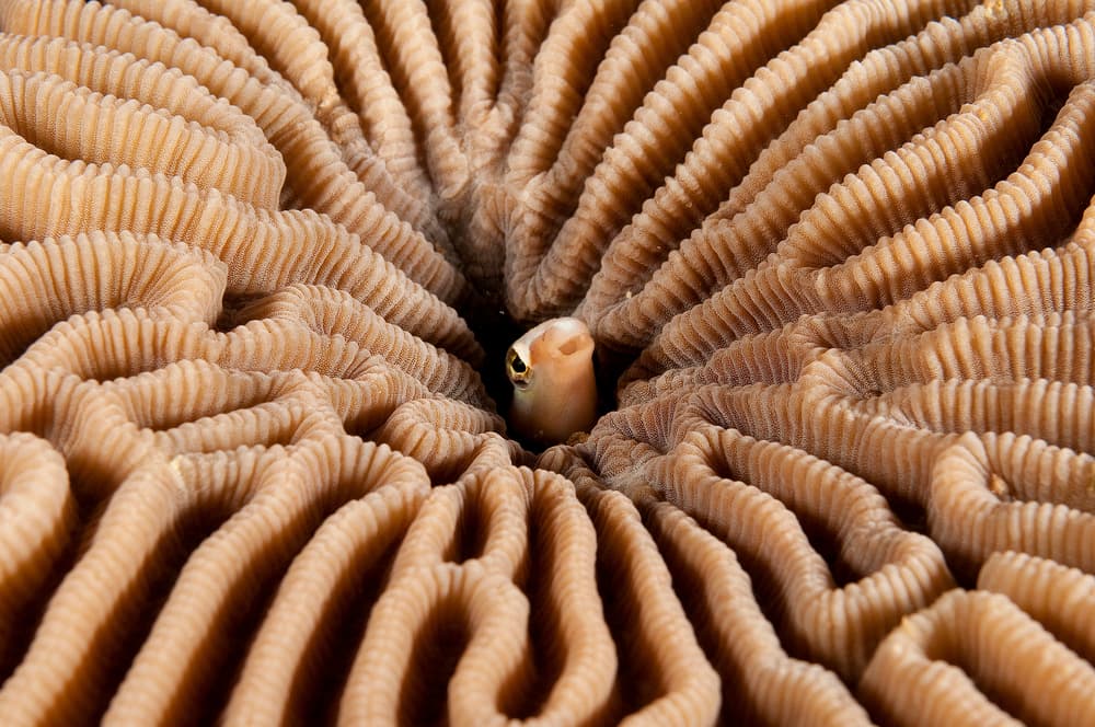 Hidden Fish in Coral by Ilan Ben Tov — canvas wall art
