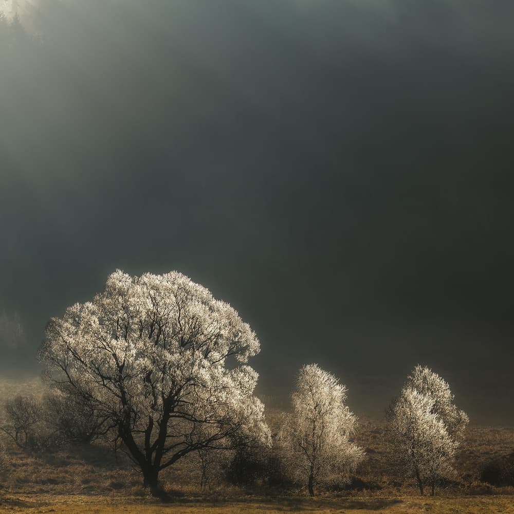 Misty Frosted Trees by Izabela Laszewska-Mitrega / Darek Mitręga — canvas wall art