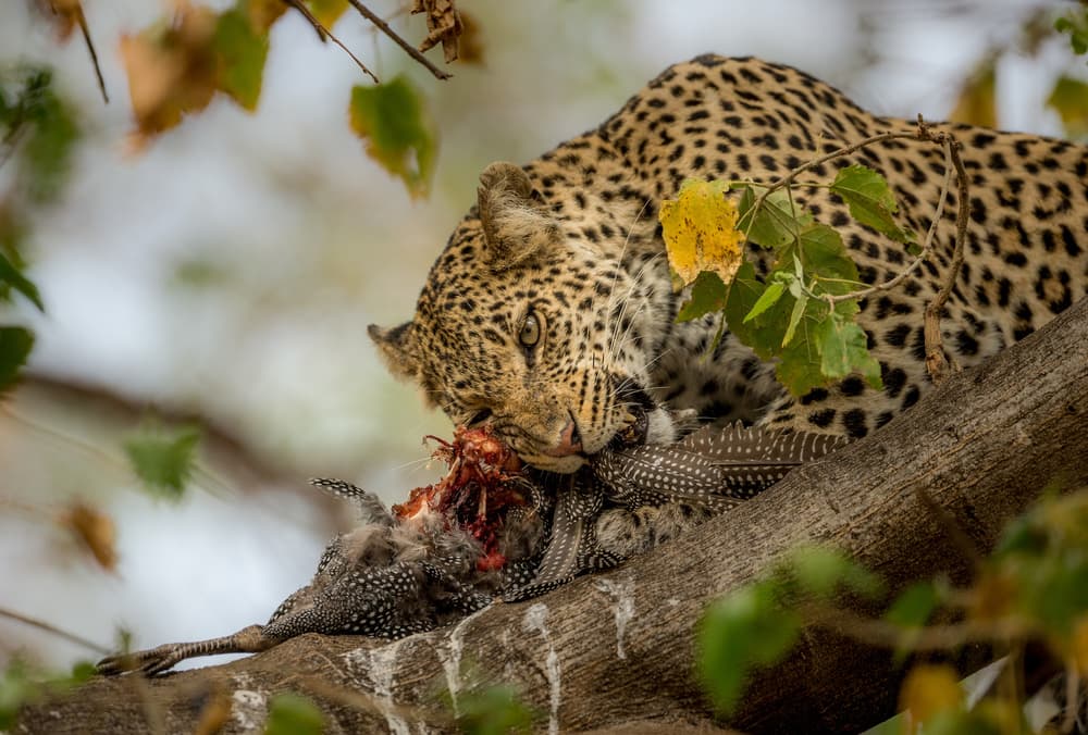 Leopard Eating Prey by Jaco Marx — canvas wall art