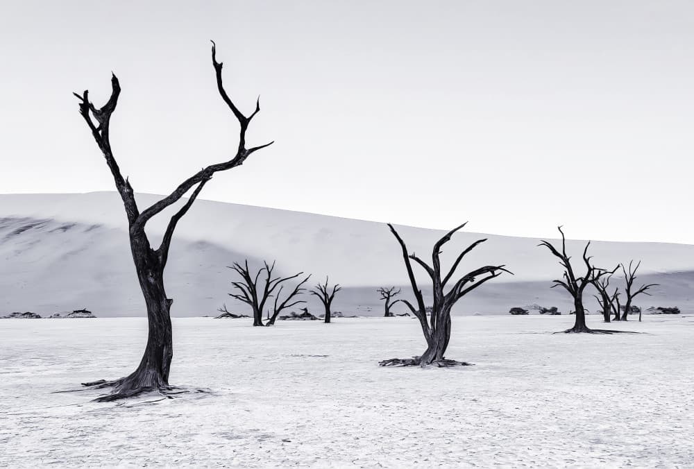 Stark Desert Trees by Michael Zheng — canvas wall art