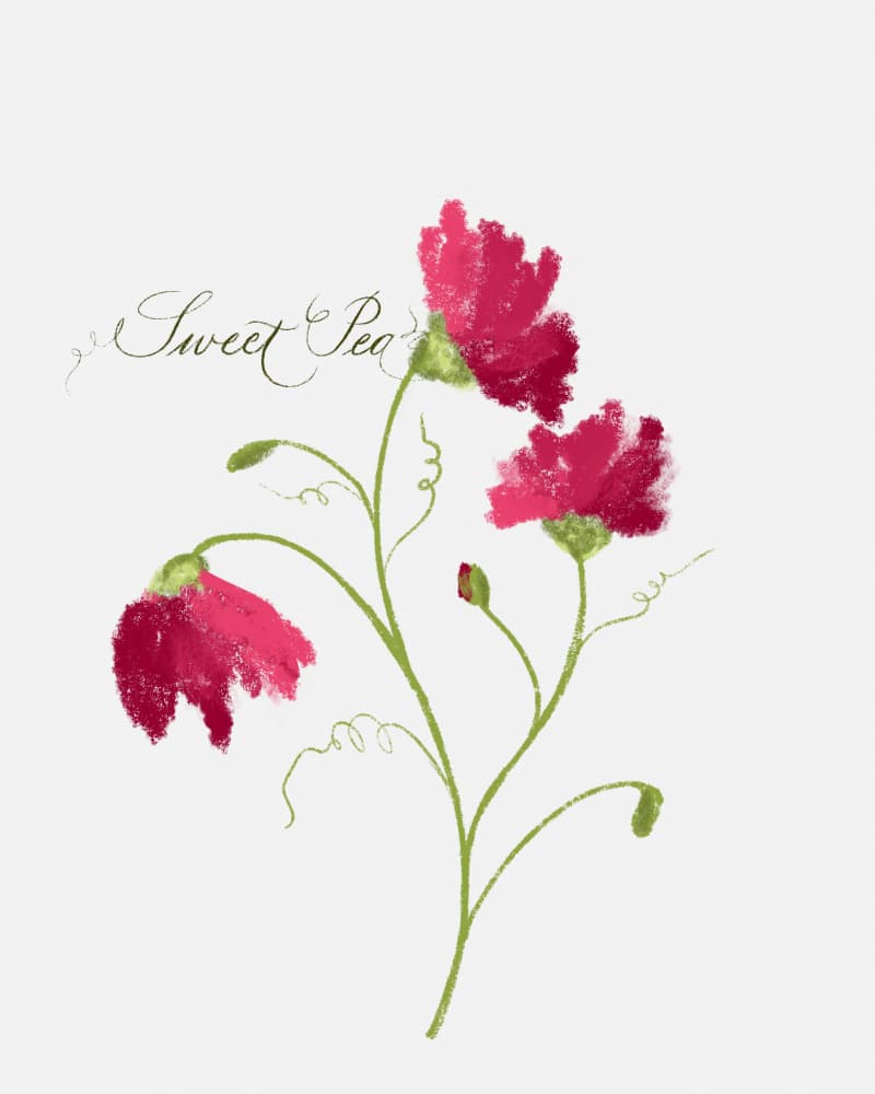 Sweet Pea Blossoms by Sonia Pal — canvas wall art