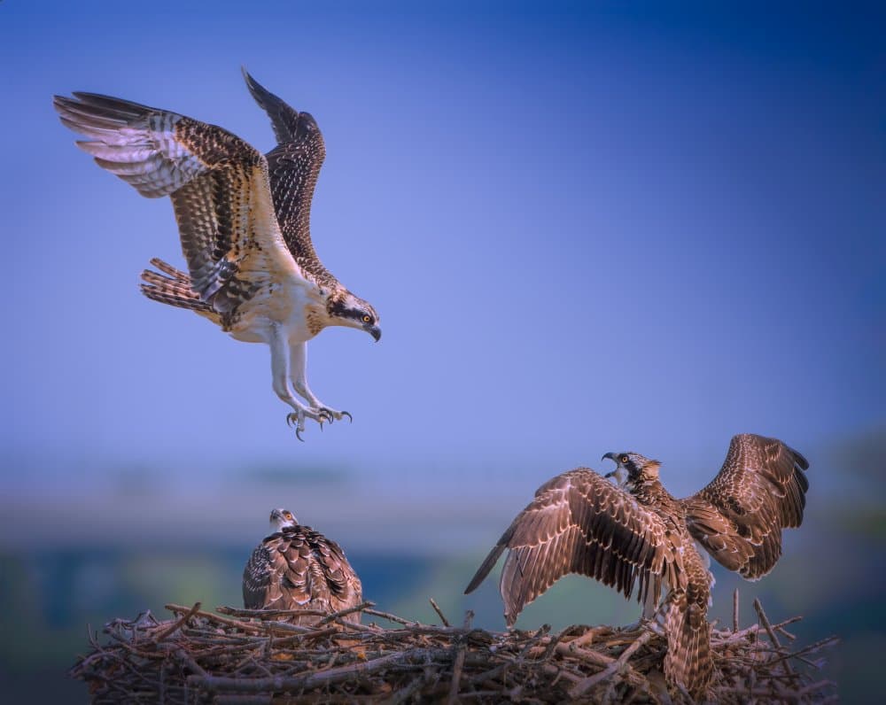 Osprey Nest Arrival by Ruiqing P. — canvas wall art