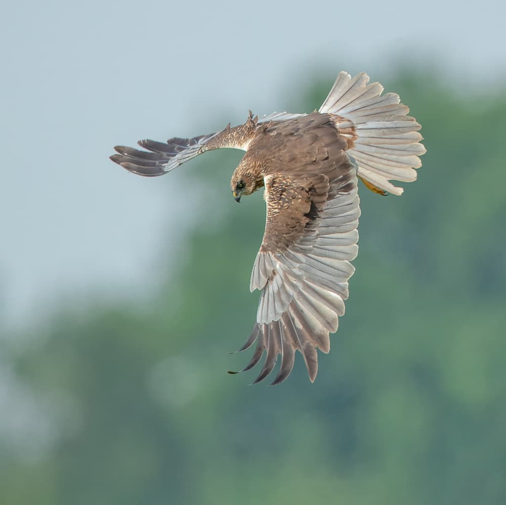 Marsh Harrier Hunting by Jan van der Linden — canvas wall art
