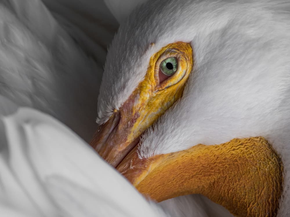Green Eyed Pelican by Patrick Dessureault — canvas wall art