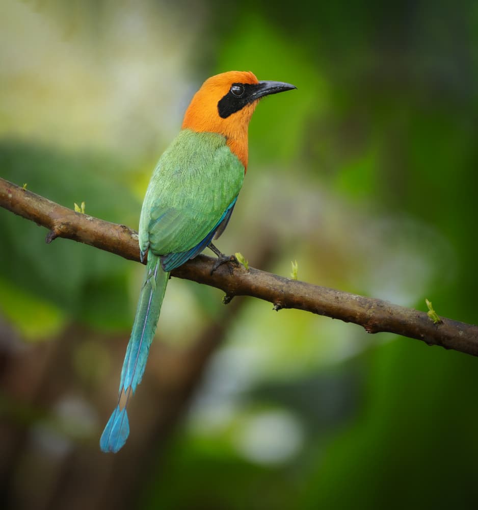 Vibrant Tropical Bird by Taksing (吉星高照) — canvas wall art