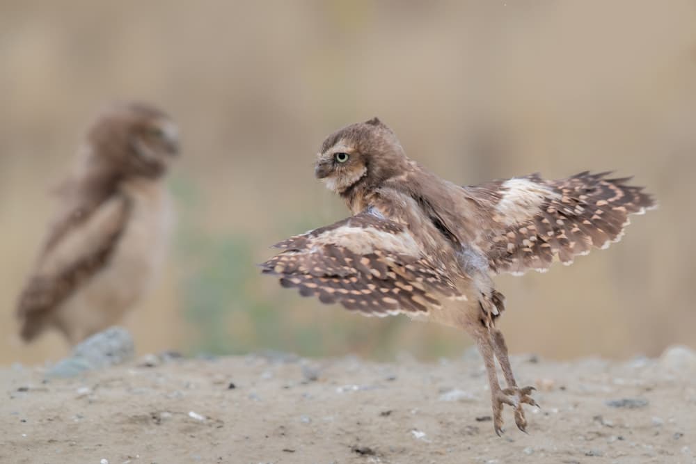 Burrowing Owl Takes Flight by Jun Zuo — canvas wall art