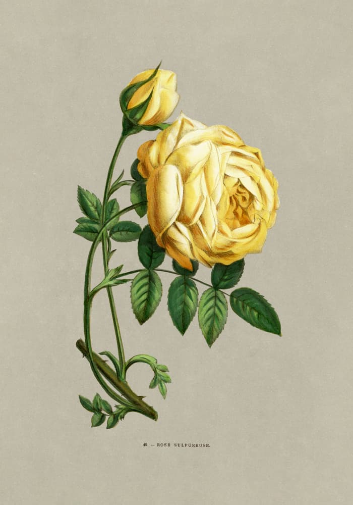 Rose Sulfureuse by F. Grobon — canvas wall art