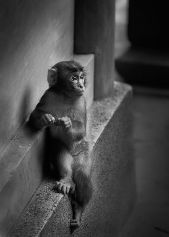 Thoughtful Baby Monkey by Kaisyakuji Yushi — canvas wall art