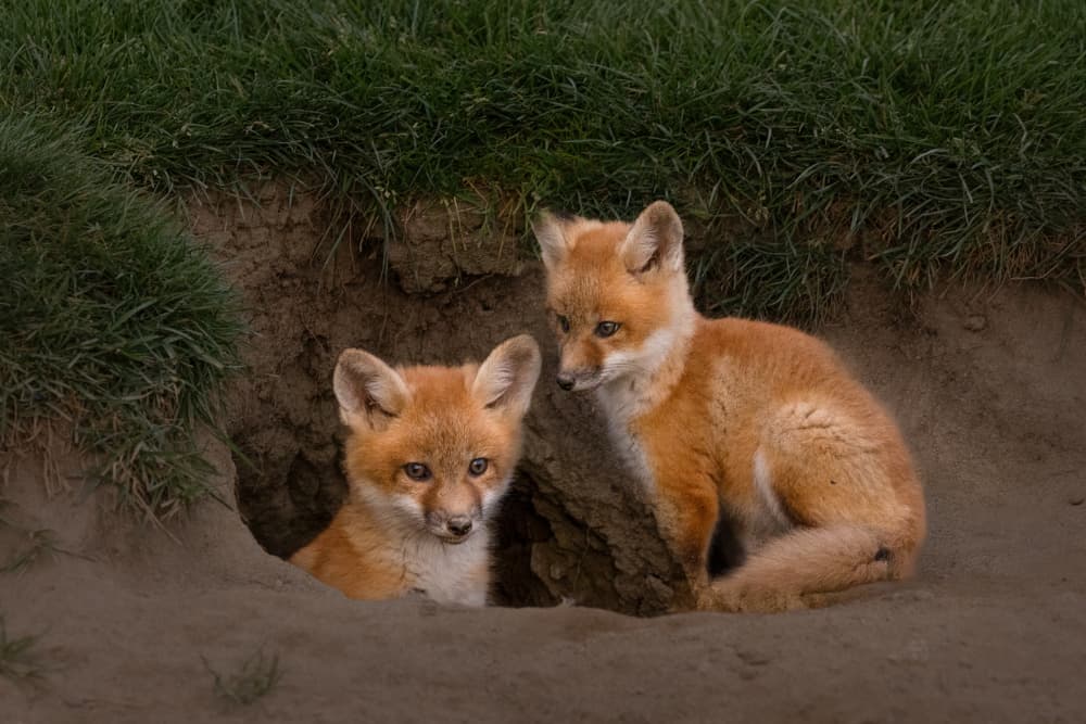 Curious Fox Kits by DonnaHom APA — canvas wall art
