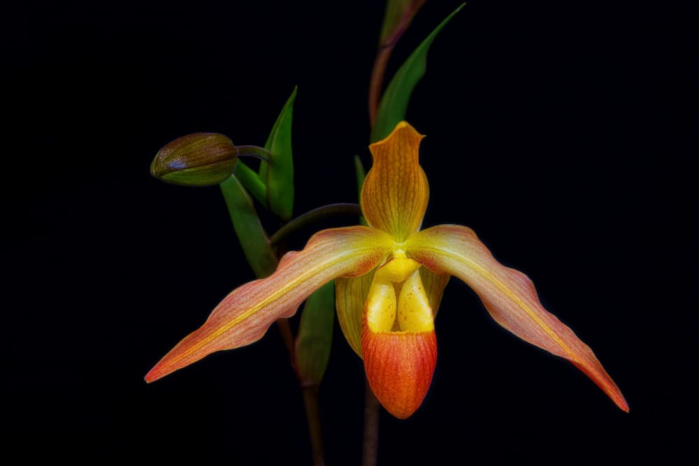 Vibrant Exotic Orchid by Steven Zhou — canvas wall art