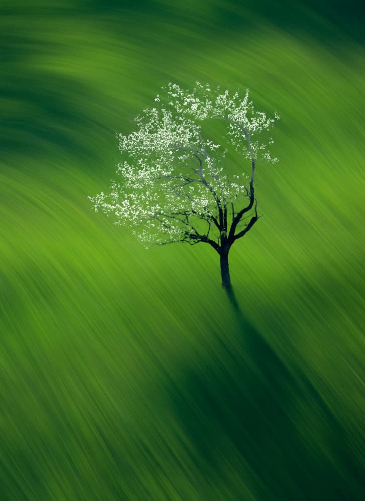 Dreamy Spring Tree by Haim Rosenfeld — canvas wall art