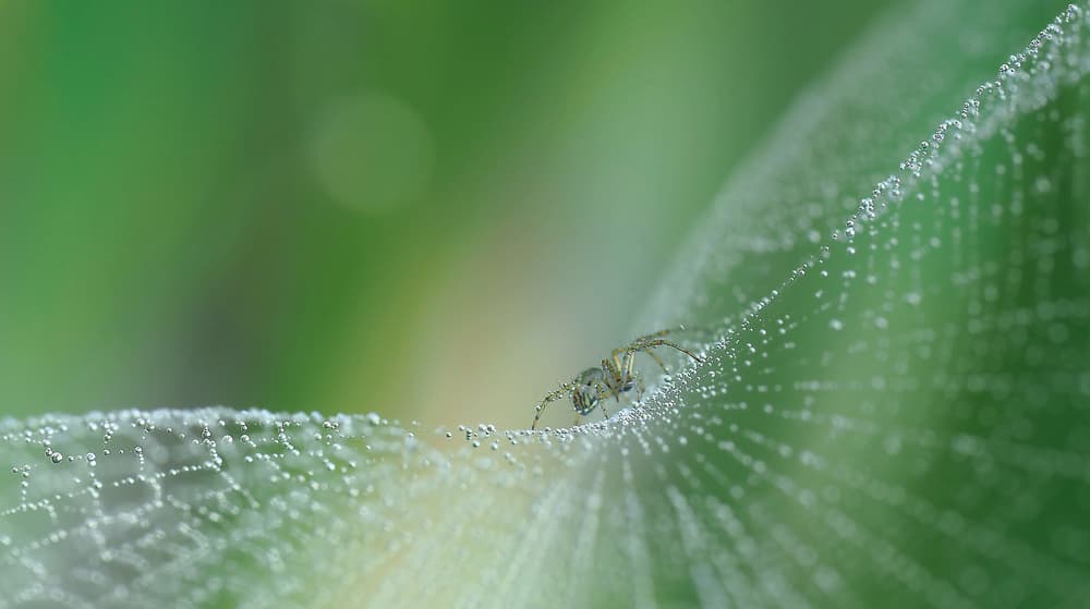 Morning Dew Spider by Thierry Dufour — canvas wall art