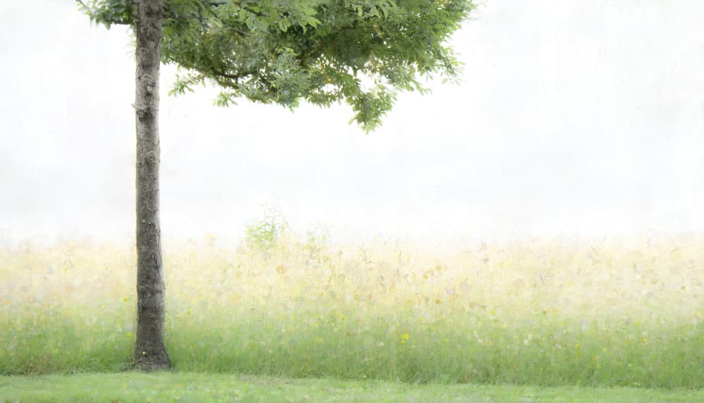 Dreamy Meadow Tree by Gilbert Claes — canvas wall art