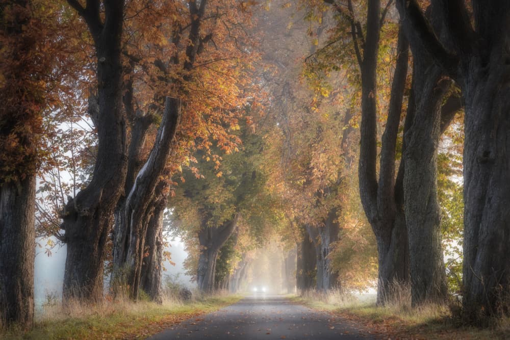 Misty Autumn Road by fotomarion — canvas wall art