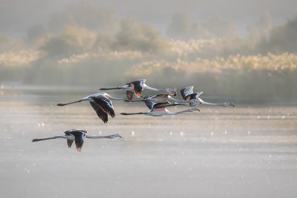 Flamingos Morning Flight by Natalia Rublina — canvas wall art