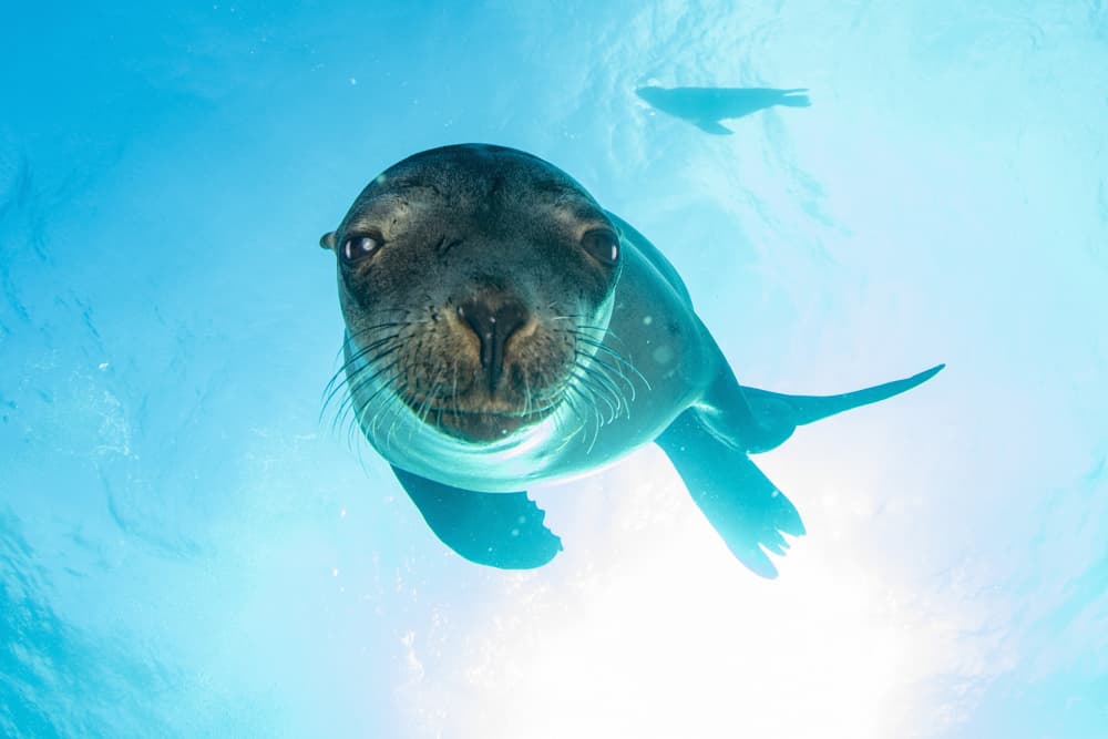 Playful Sea Lion Face by Andrea Izzotti — canvas wall art