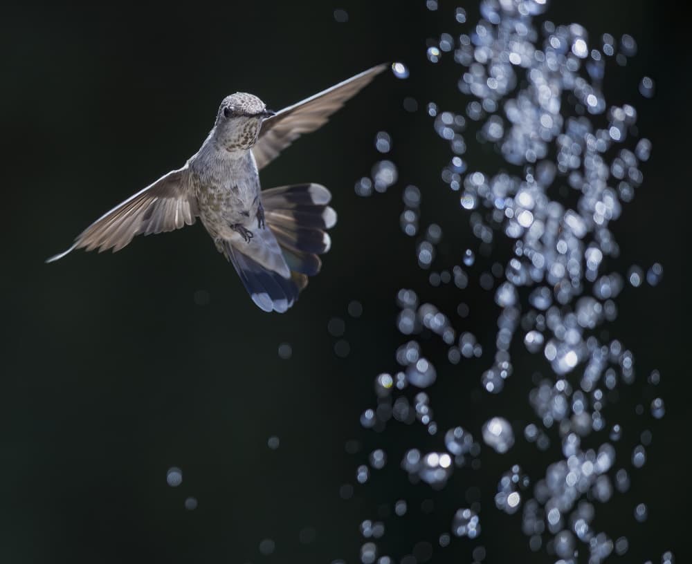 Hummingbird and Water by Judy Tseng — canvas wall art
