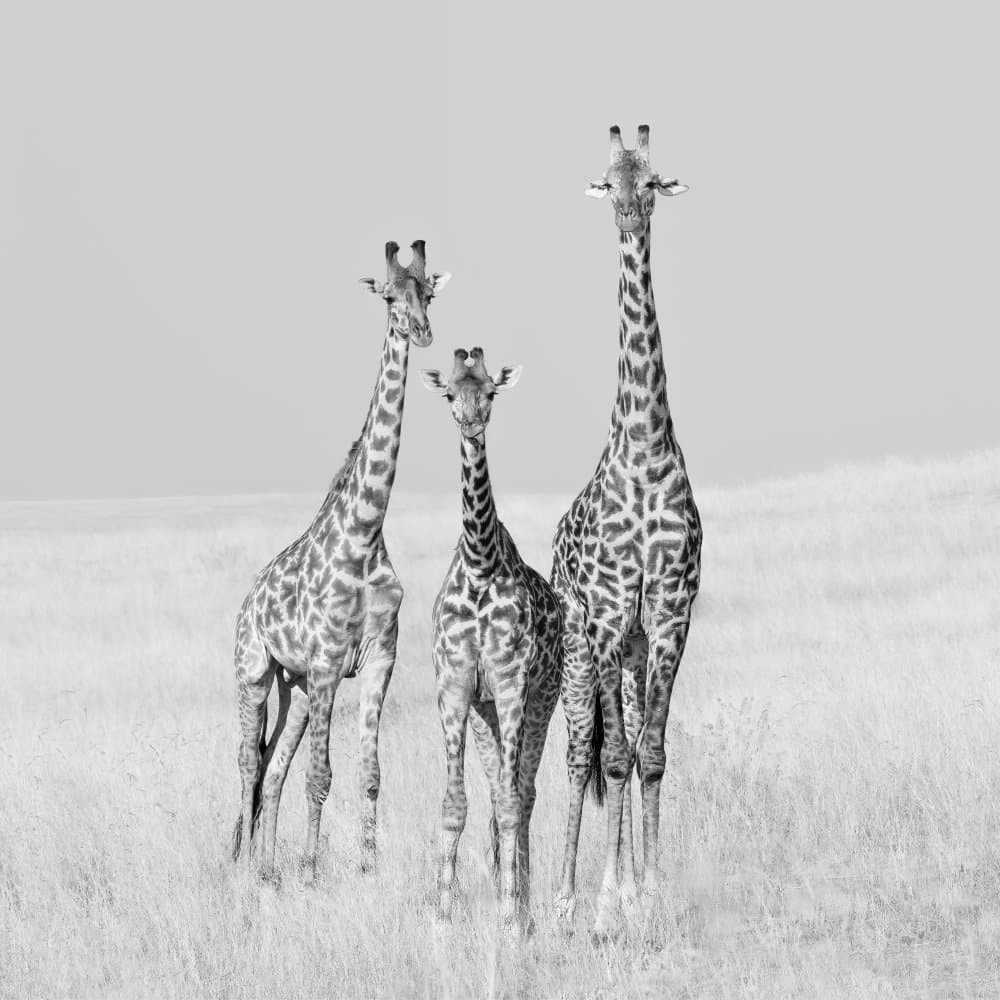 Safari Giraffe Family by James Cai — canvas wall art