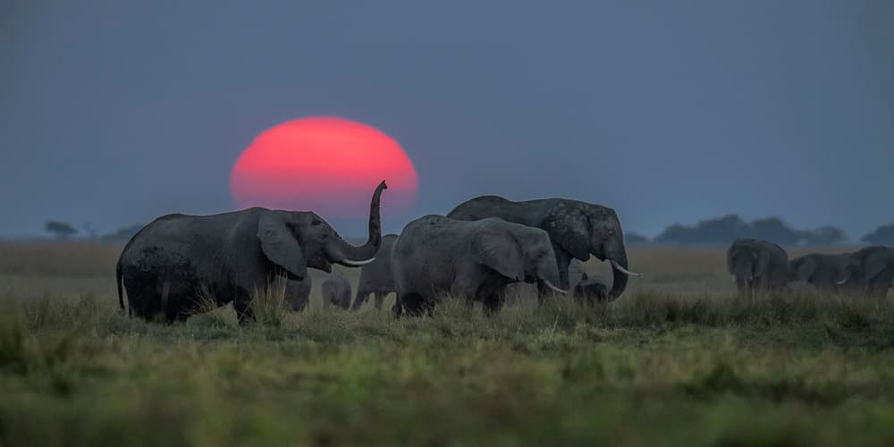 African Sunset Elephants by Hung Tsui — canvas wall art