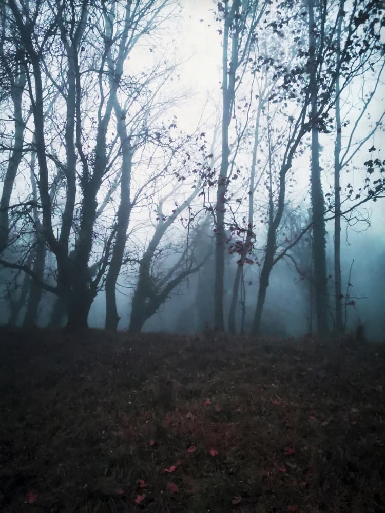 Dark Misty Woods by Angelo Cerantola — canvas wall art