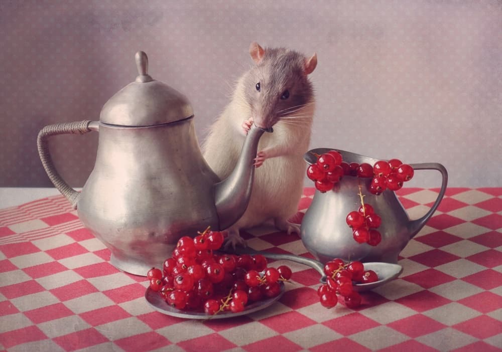 Rat's Berry Tea Party by Ellen van Deelen — canvas wall art