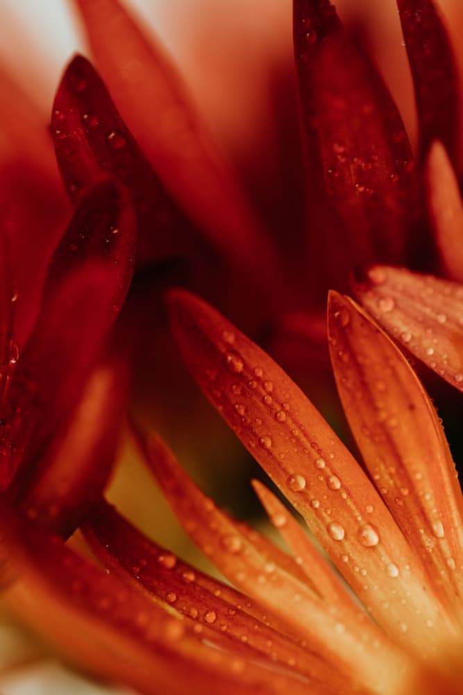 Crimson Petal Dew by Javier Pardina — canvas wall art
