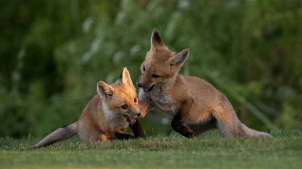Playful Fox Kits by Bill Lu — canvas wall art