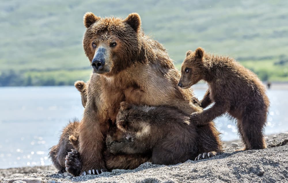 Grizzly Mother and Cubs by Giuseppe DAmico — canvas wall art