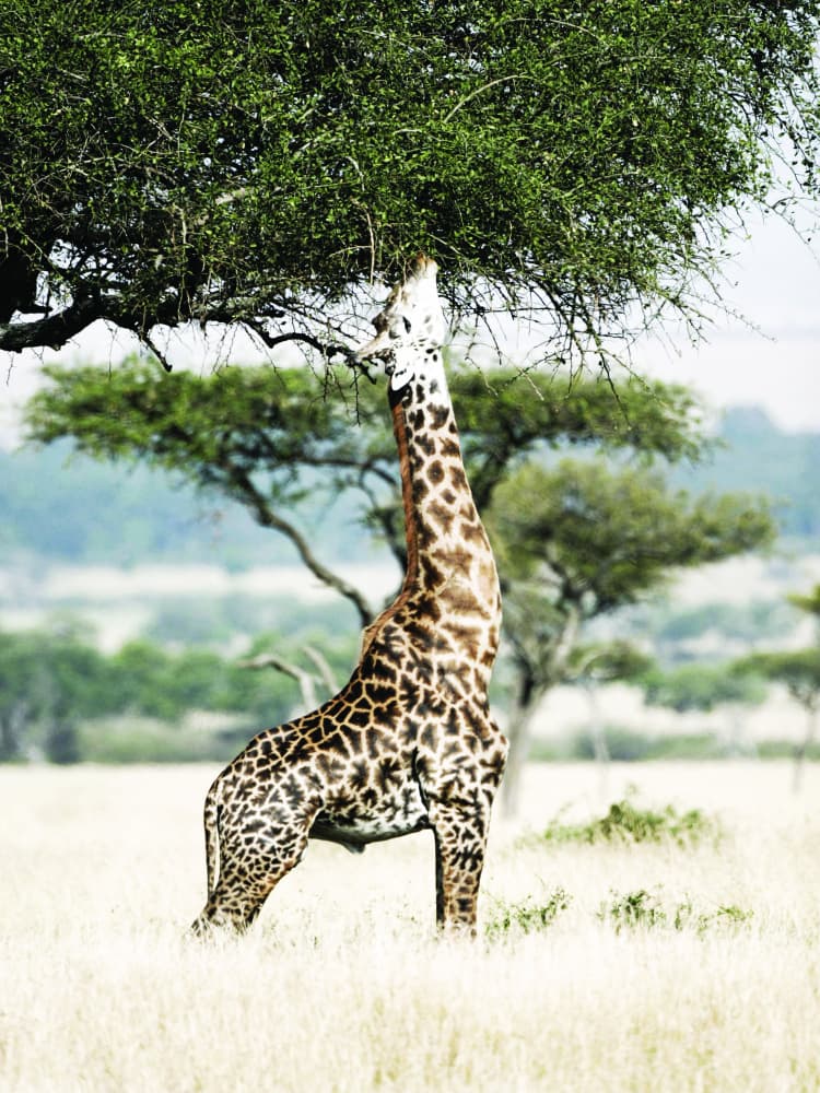Majestic Giraffe Stretches by Shot by Clint — canvas wall art