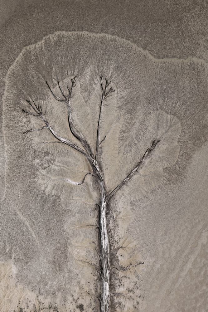 Aerial Desert Tree by Louise Wolbers — canvas wall art
