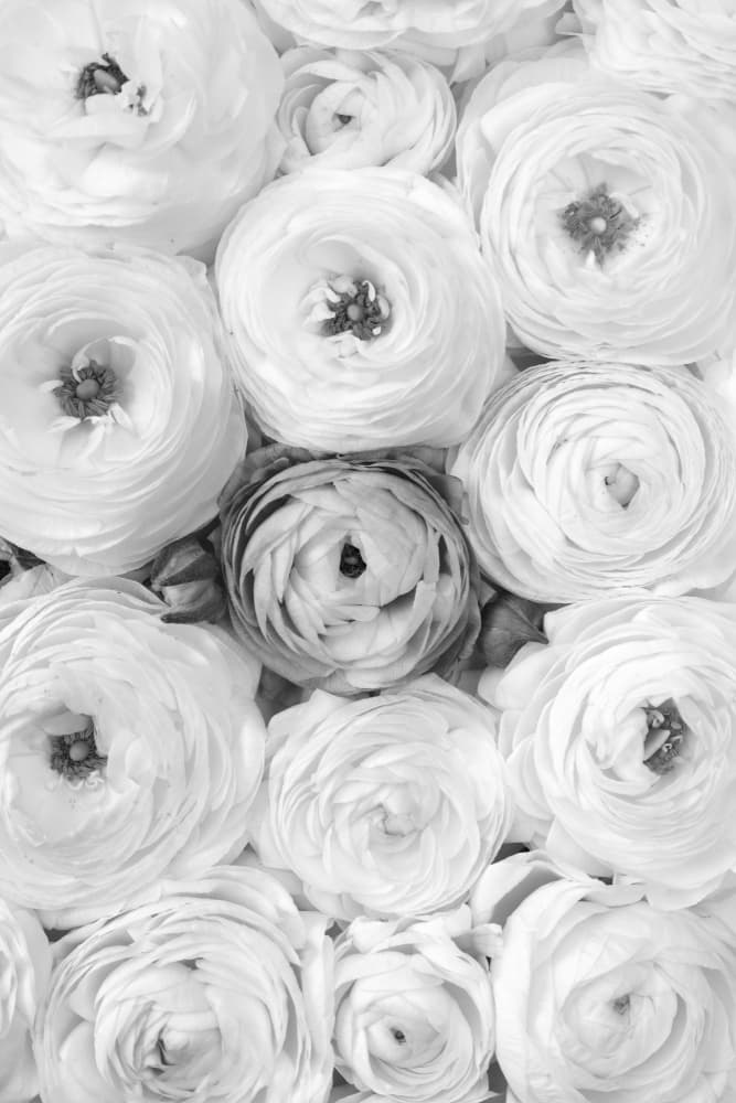 White Ranunculus Blooms by Rosana Laiz Blursbyai — canvas wall art