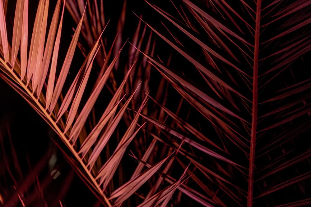 Tropical Magenta Fronds by Mareike Böhmer — canvas wall art