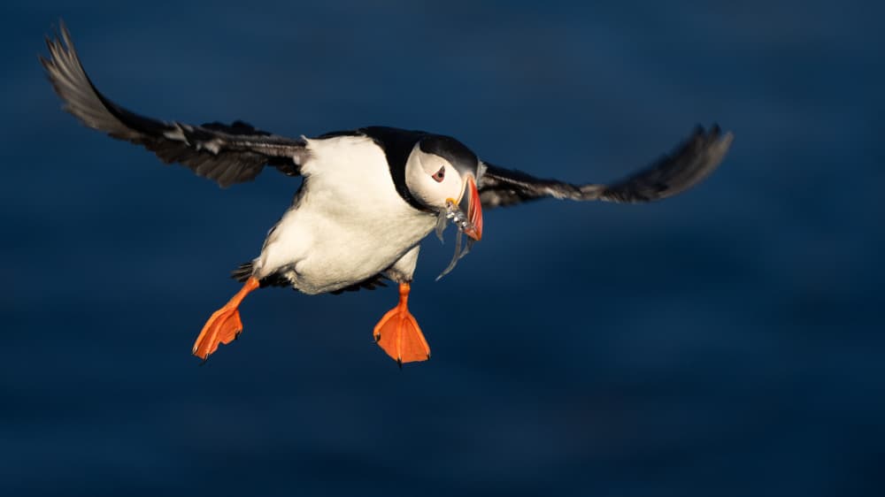 Flying Puffin With Fish by John Fan — canvas wall art