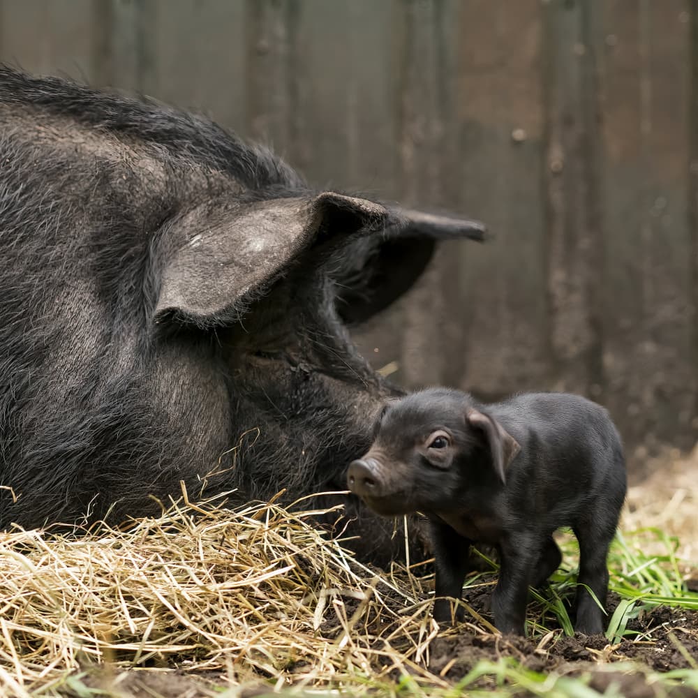 Newborn Piglet and Mother by Gert van den Bosch — canvas wall art