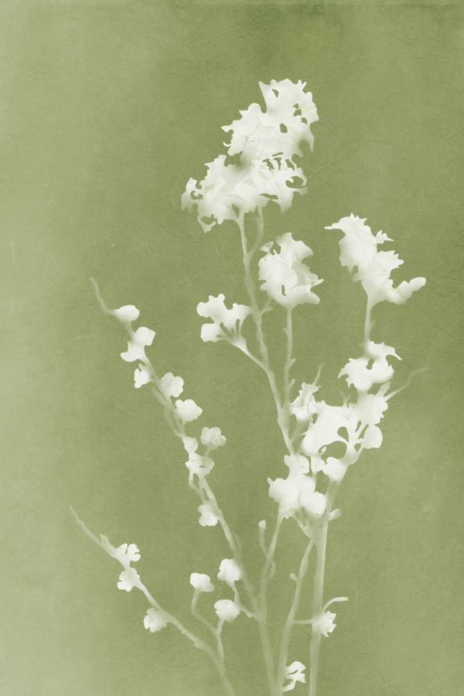Soft Green Flora by amini54 — canvas wall art